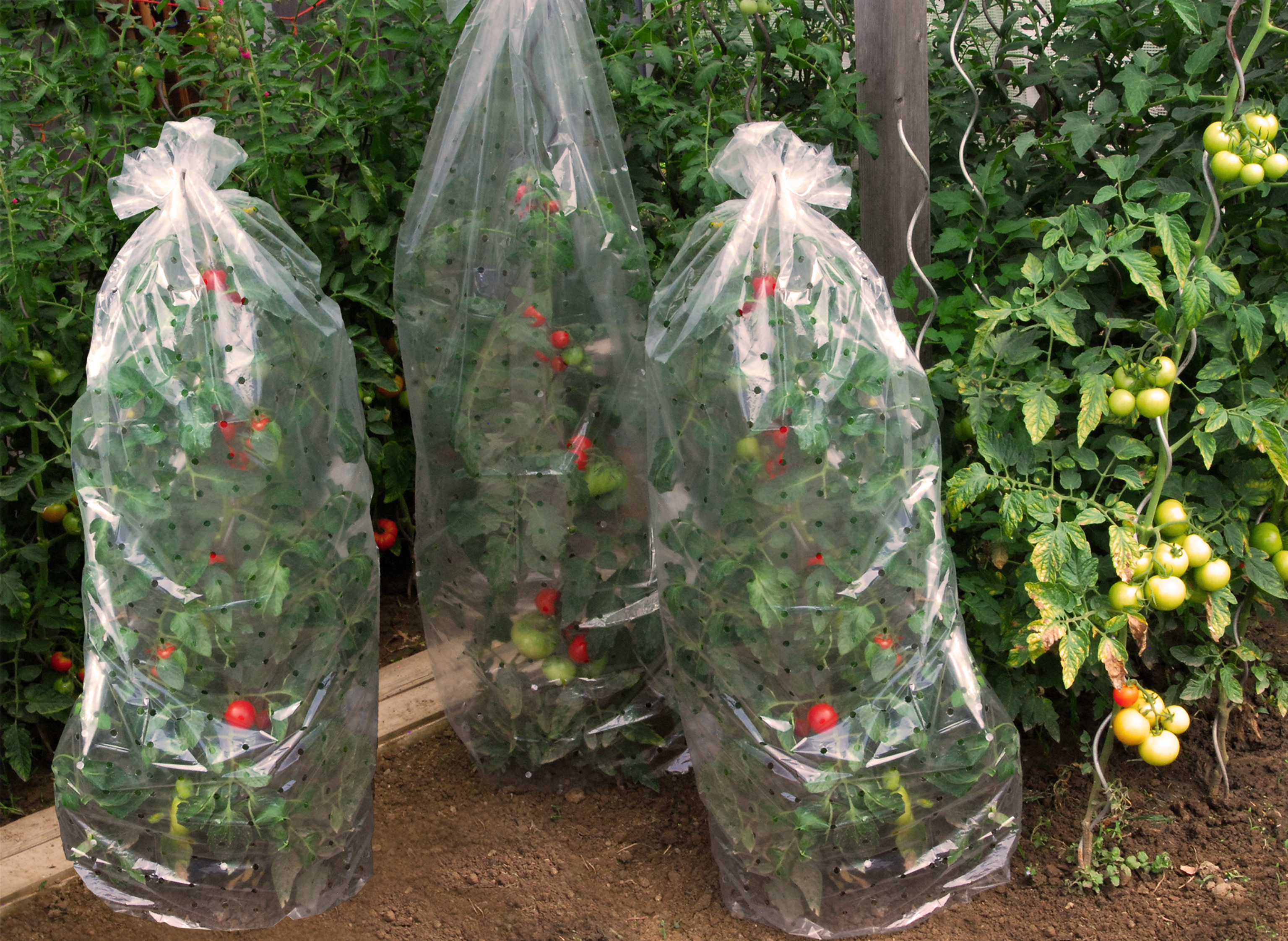 Gutta Gartenvliese